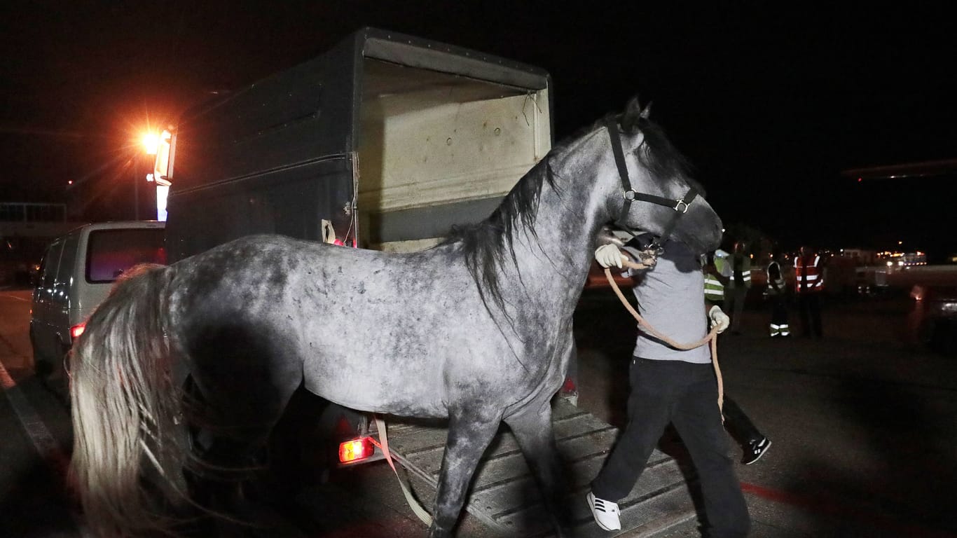 Ein arabisches Pferd: Das Tier war ein Geschenk des jordanischen Königs Abdullah II. an Ramsan Kadyrov, den Präsidenten der russischen Teilrepublik Tschetschien.