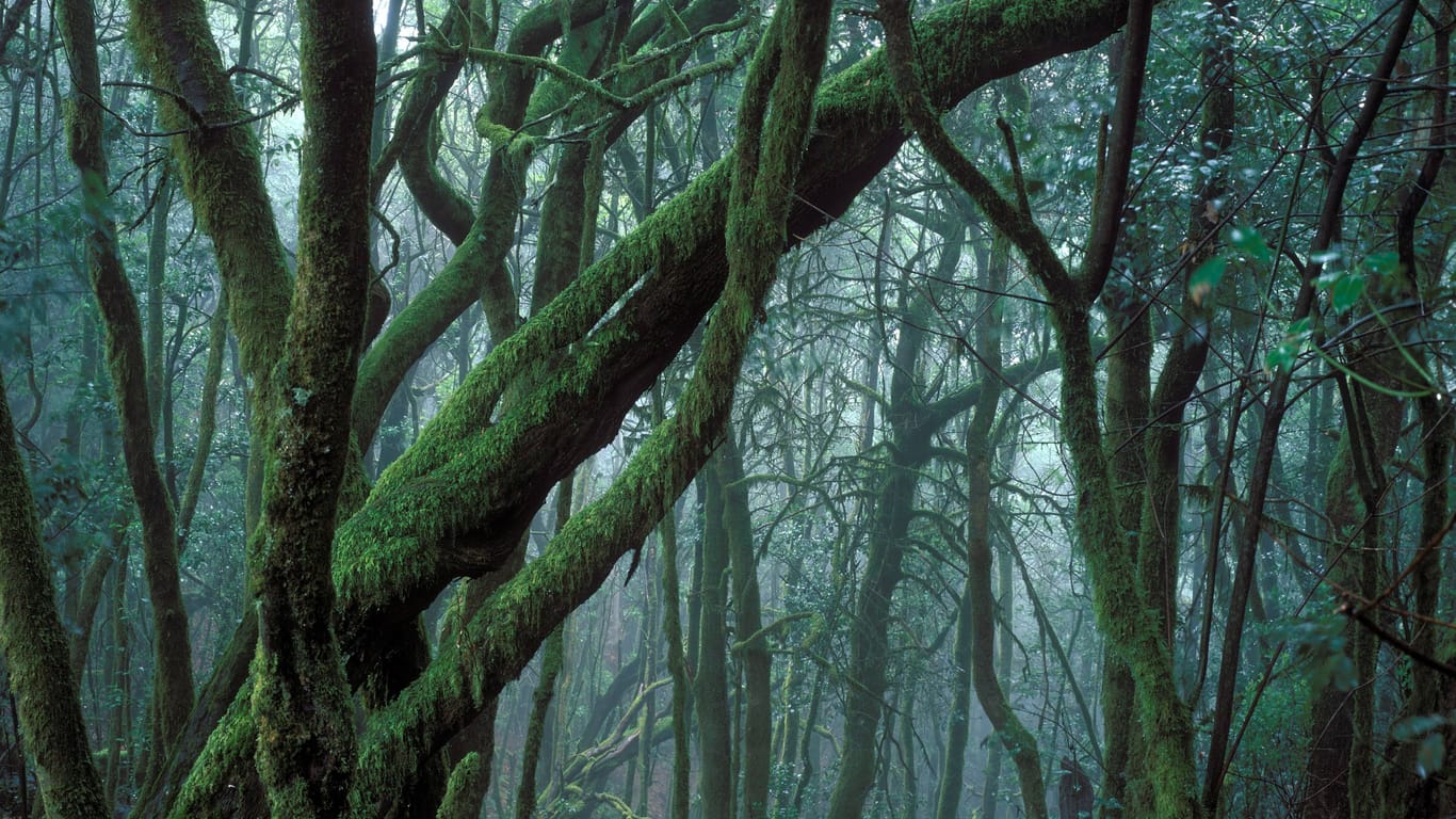 Blick in einen dichten Wald (Symbolfoto): In einem Gebüsch machte der Mann die gruselige Entdeckung.