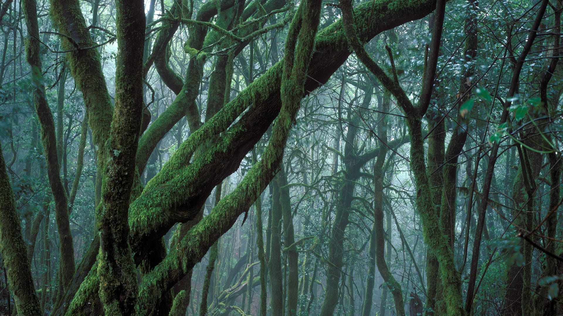 Blick in einen dichten Wald (Symbolfoto): In einem Gebüsch machte der Mann die gruselige Entdeckung.