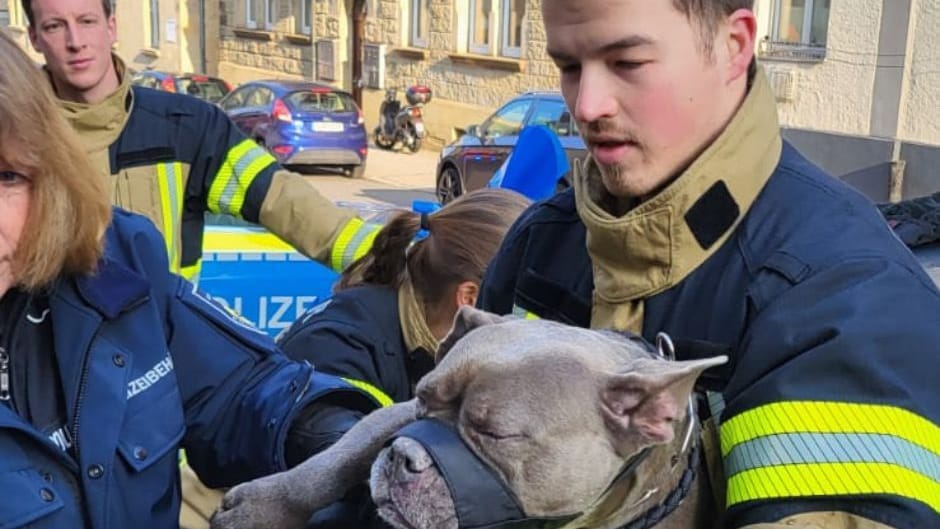 Rettung vor dem Erfrieren: Die Feuerwehr Stuttgart holte eine Bulldogge aus dem Kofferraum eines Autos.