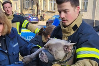 Rettung vor dem Erfrieren: Die Feuerwehr Stuttgart holte eine Bulldogge aus dem Kofferraum eines Autos.