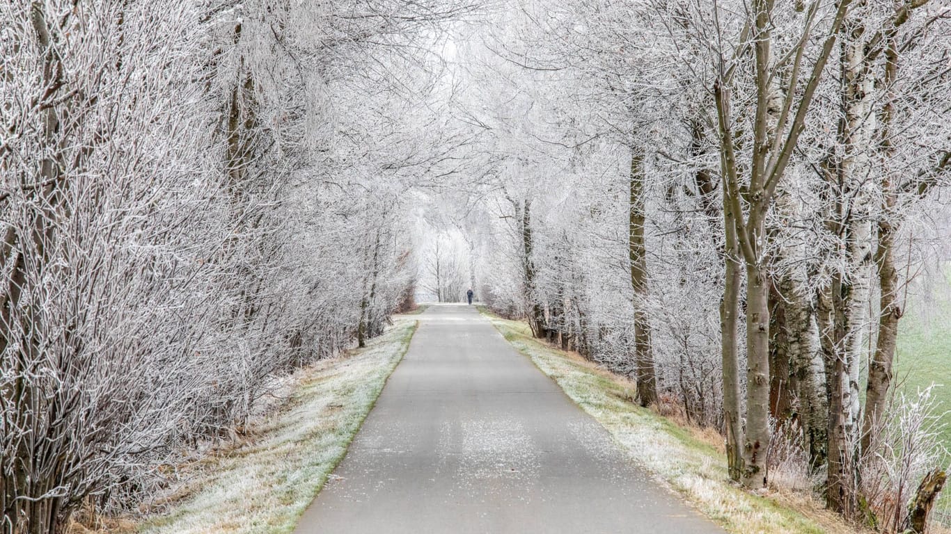 Raureif hat sich auf die Bäume einer Allee gelegt (Symbolbild): In NRW bleibt es in den kommenden Tagen kalt.