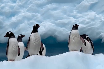 Pinguine: Eine seltene Unterart wurde entdeckt.