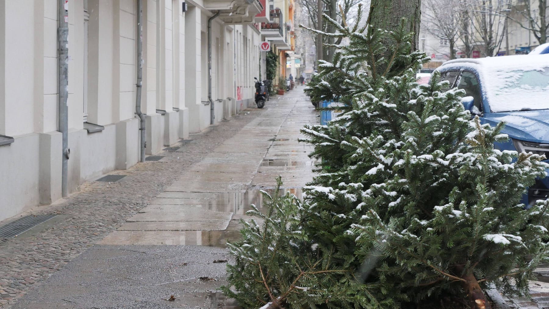 BSR Weihnachtsbaumabholung in Berlin Das sind die Termine