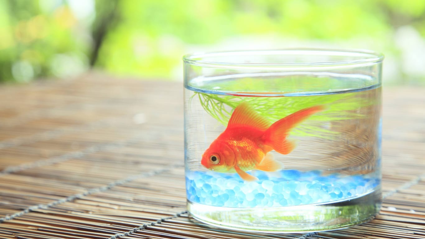 Goldfische in einem Glas: Das Bremer Tierheim warnt vor Tierquälerei (Symbolbild).