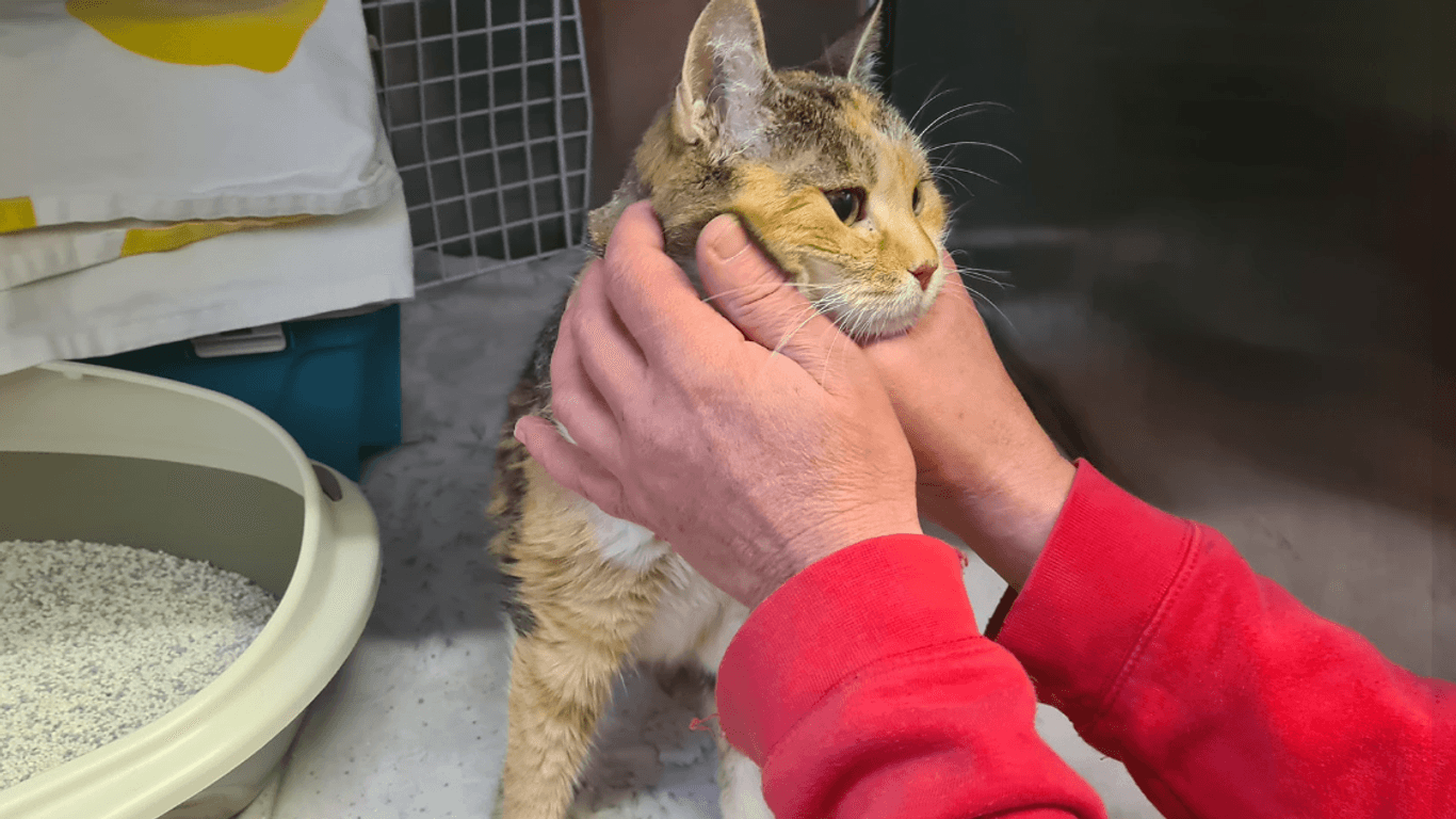 Besitzer geben eine alte, kranke Katze auf. Das 14-jährige Tier wurde auf der Straße ausgesetzt und von den Tierschützern aufgesammelt.