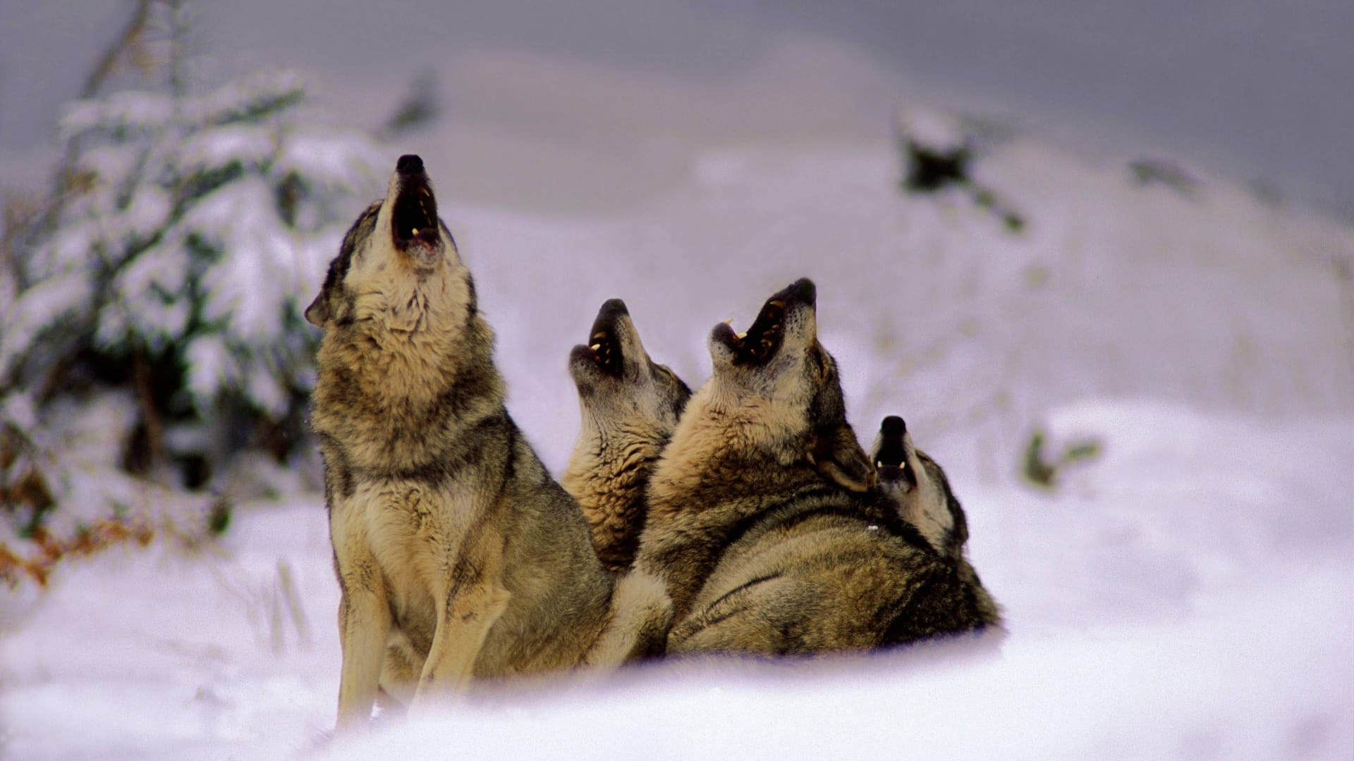 Heulende Wölfe (Canis lupus) im Schnee (Symbolbild): Einige Tiere wurden auf einer Skipiste gesichtet.