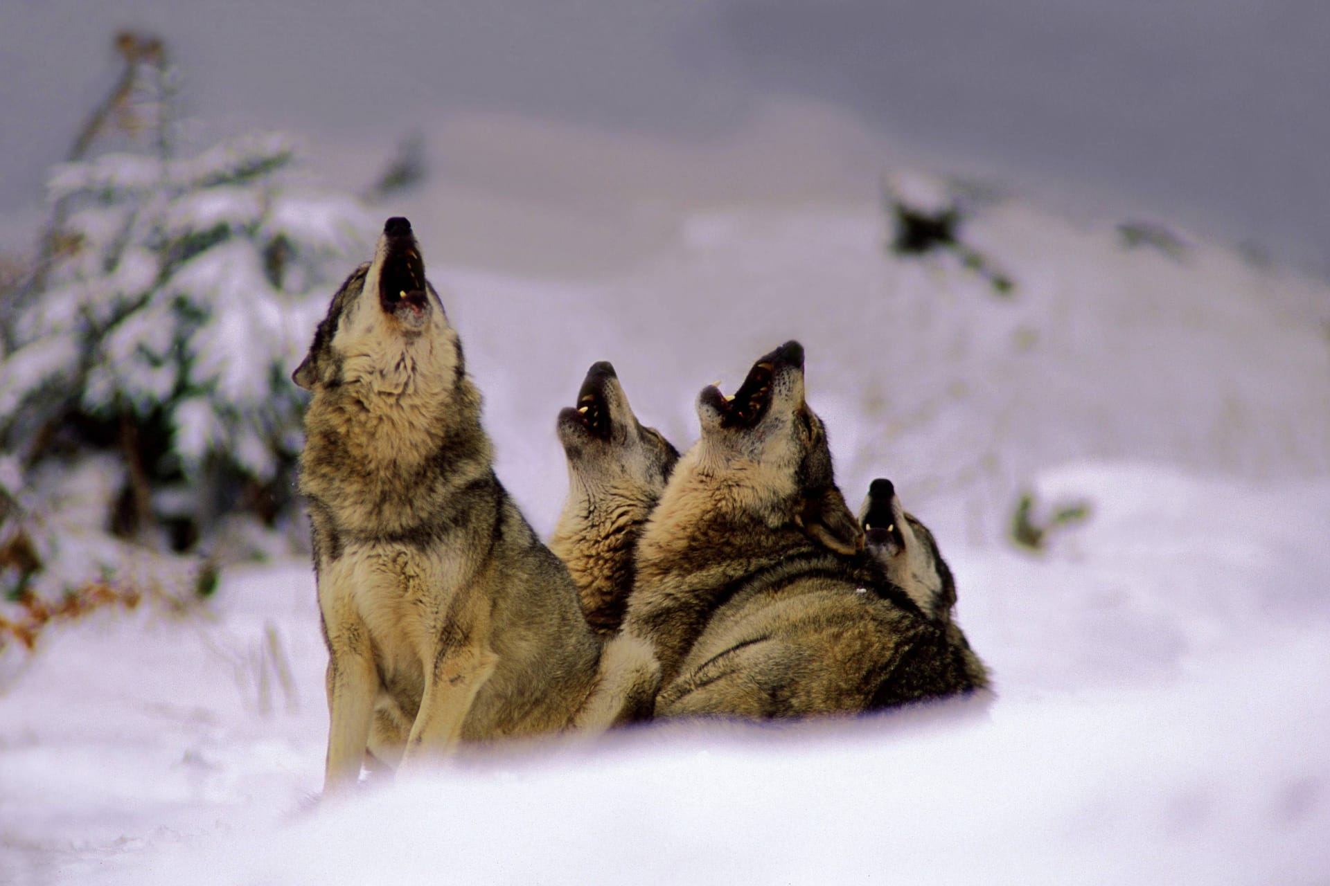 Heulende Wölfe (Canis lupus) im Schnee (Symbolbild): Einige Tiere wurden auf einer Skipiste gesichtet.