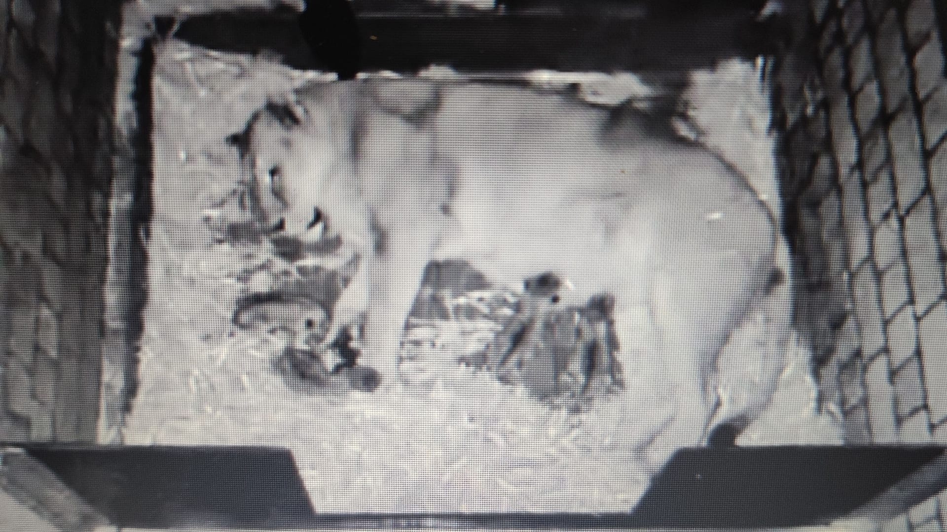 Mutter Gina und ihr Nachwuchs in der Wurfhöhle: Hier bleiben die Tiere für die nächsten Wochen.