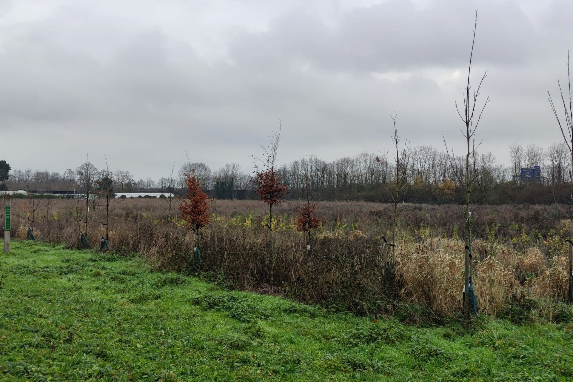 Waldbau in Raderthal: Manche Bäume haben hier schon eine Höhe von zwei Metern erreicht.