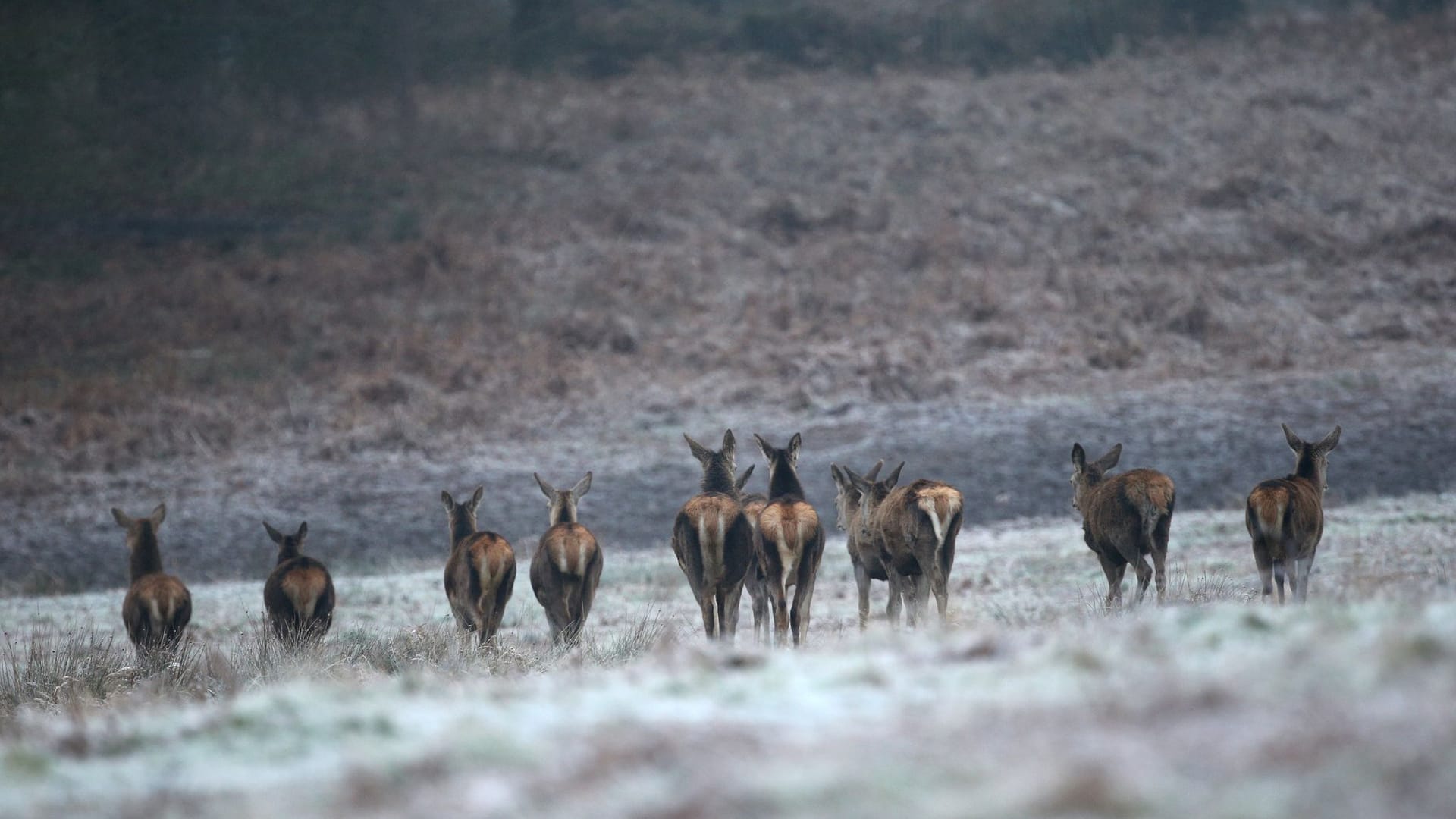Rehe in Großbritannien
