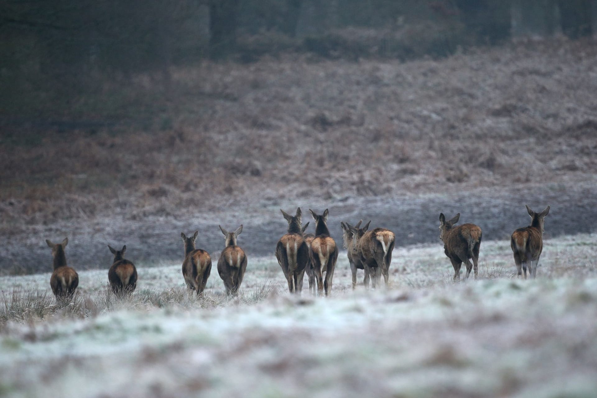 Rehe in Großbritannien