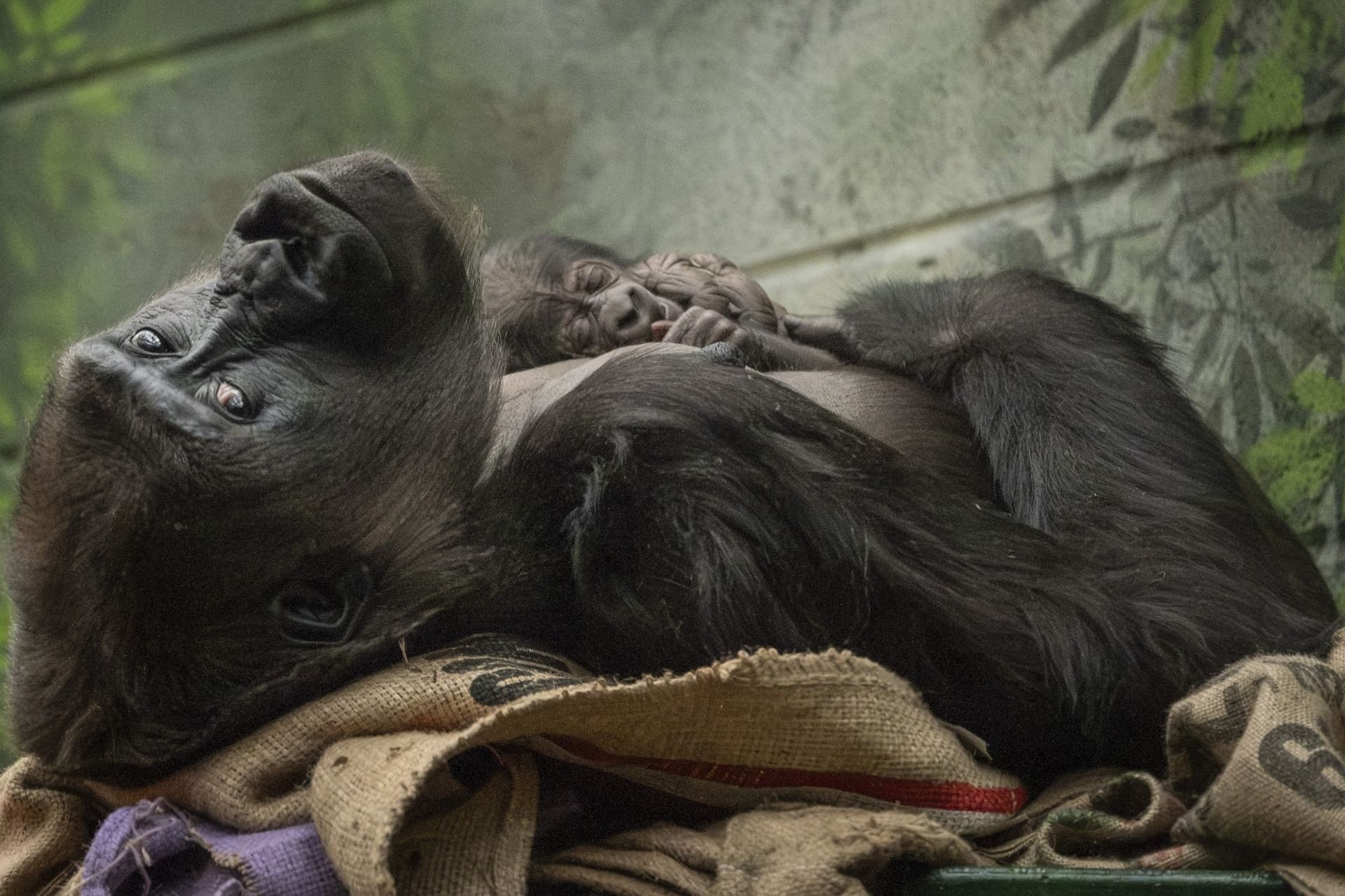 Gorilla-Nachwuchs im Londoner Zoo