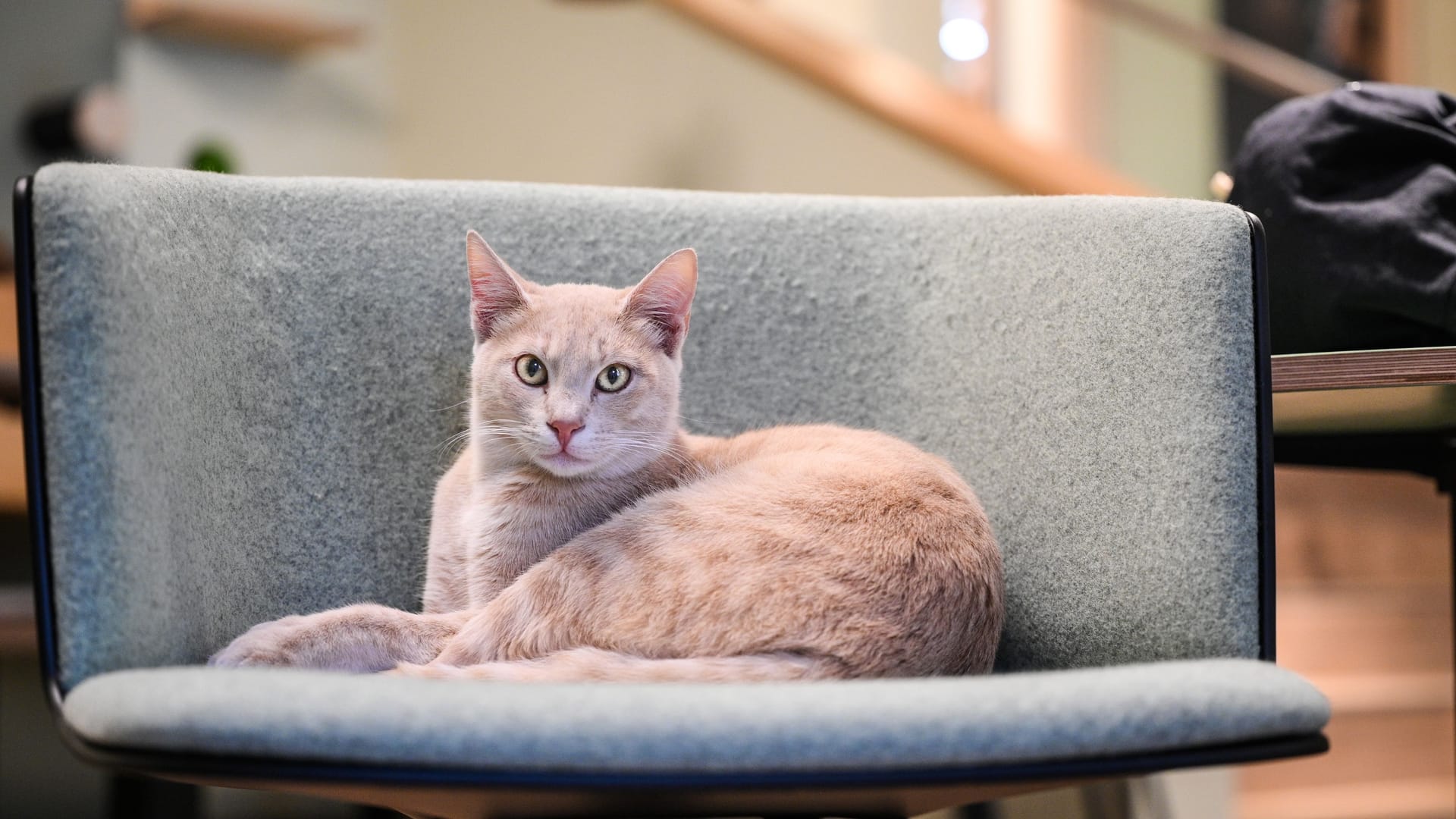 Ein Kater liegt in einer Katzentempel-Filiale auf einem Stuhl: Hier ist nicht nur der Kunde, sondern auch die Katze König.