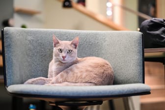 Ein Kater liegt in einer Katzentempel-Filiale auf einem Stuhl: Hier ist nicht nur der Kunde, sondern auch die Katze König.
