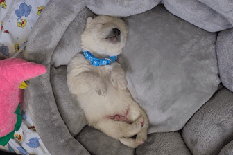 Wie geht es den ausgesetzten Welpen heute? Foto zeigt einen schlafenden Babyhund im Tierheim.