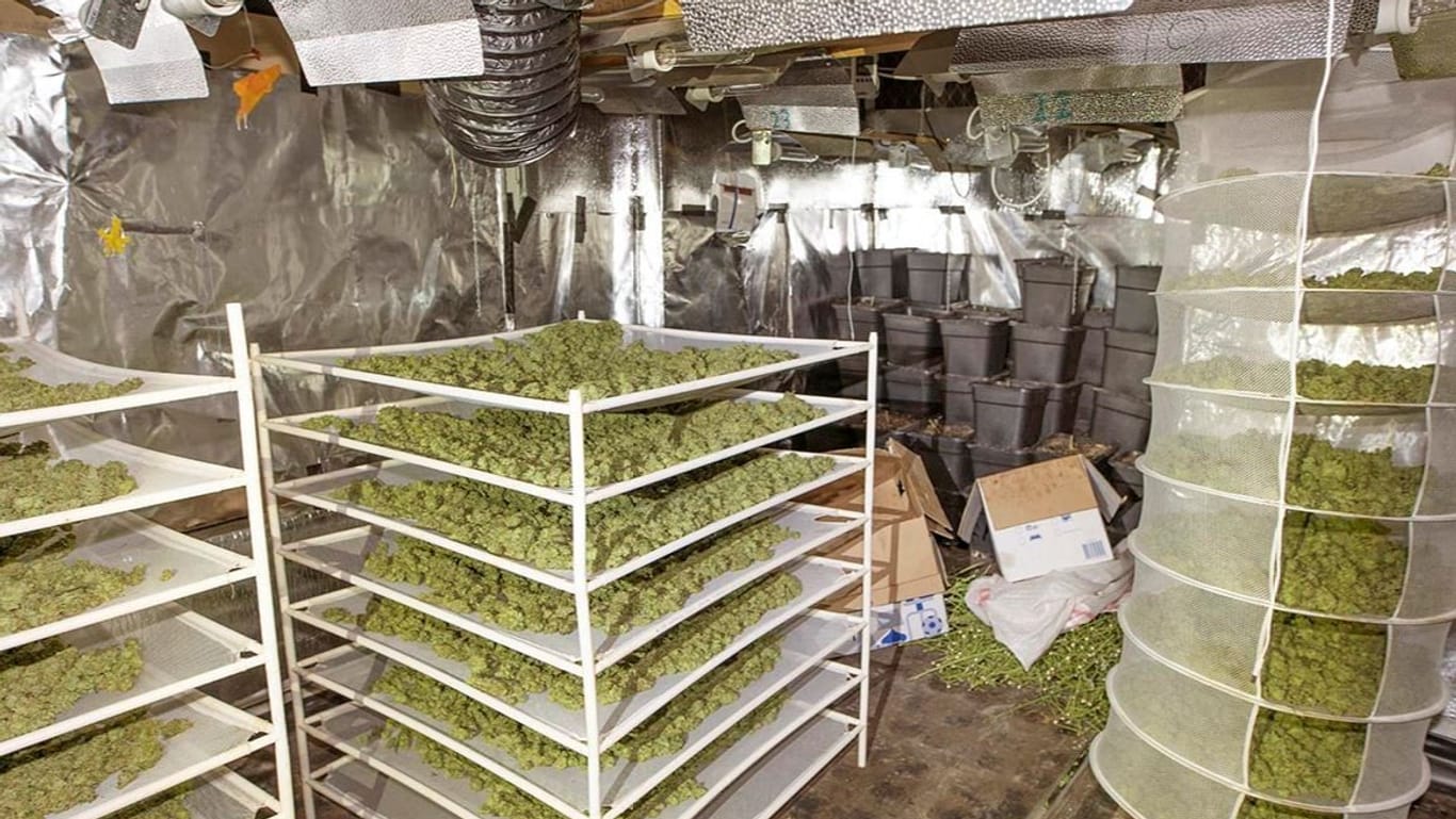 Verstecke Plantage in einem Wohnhaus: Die Tatverdächtigen bauten Cannabis im großen Stil an.