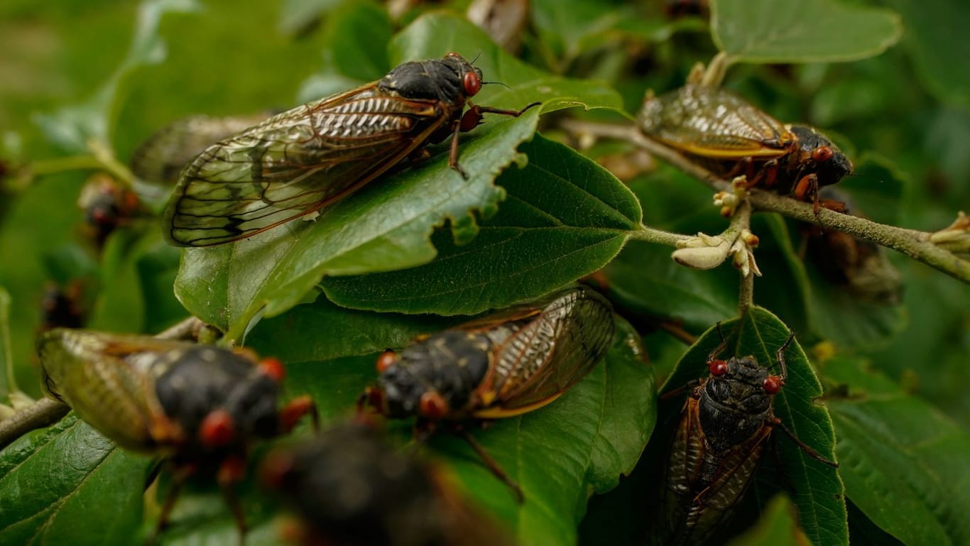 Ausgewachsene Zikaden sitzen auf einer Pflanze (Symbolbild): Billionen von ihnen erreichen die USA im Frühjahr