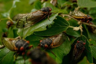 Ausgewachsene Zikaden sitzen auf einer Pflanze (Symbolbild): Billionen von ihnen erreichen die USA im Frühjahr