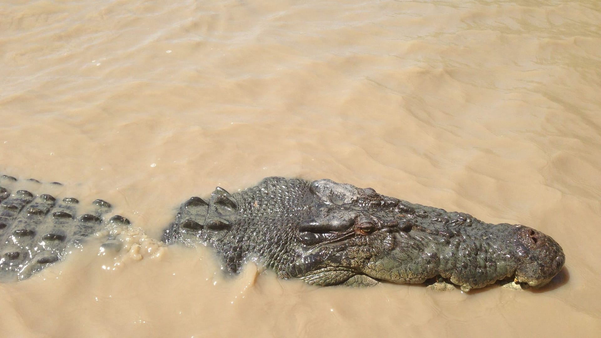 Krokodil Krokodil