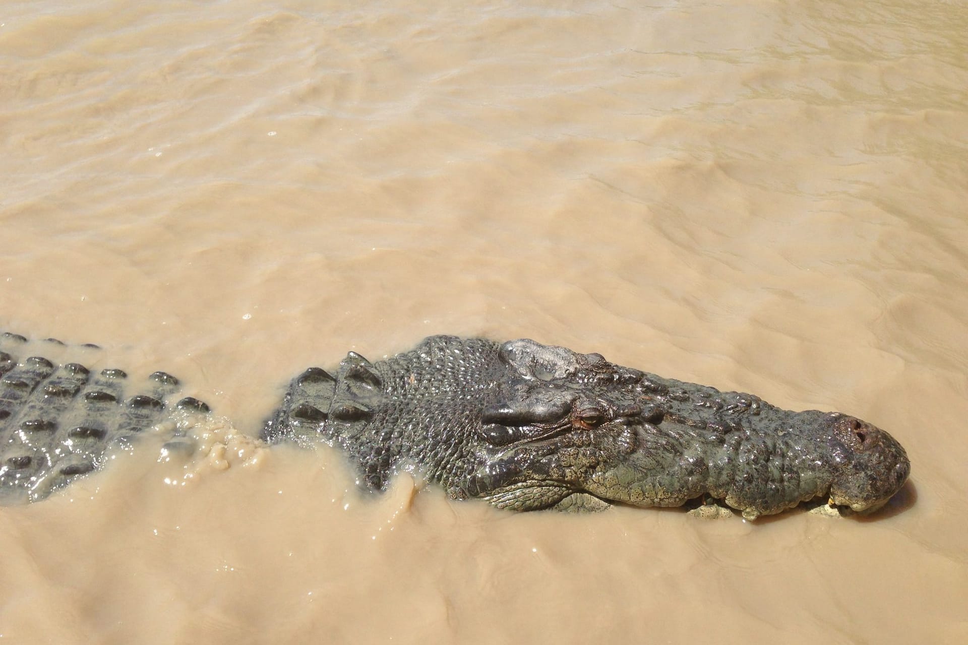 Krokodil