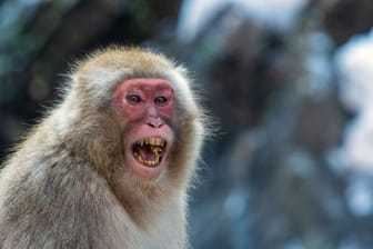 Ein Makake (Symbolbild): Diese Affen können ein gefährliches Virus übertragen.
