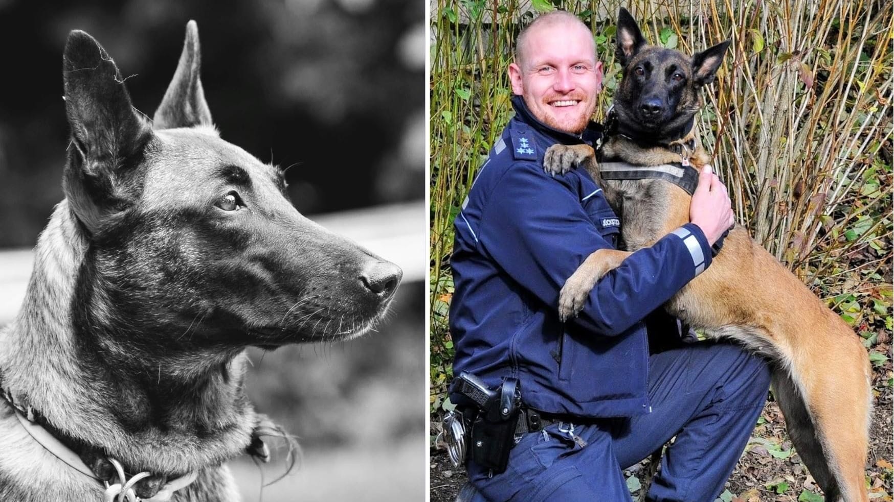 Luci war zehn Jahre lang für die Stuttgarter Polizei im Einsatz. Rechts ist sie mit Besitzer Frank zu sehen. Luci war zehn Jahre lang für die Stuttgarter Polizei im Einsatz. Rechts ist sie mit Besitzer Frank zu sehen.