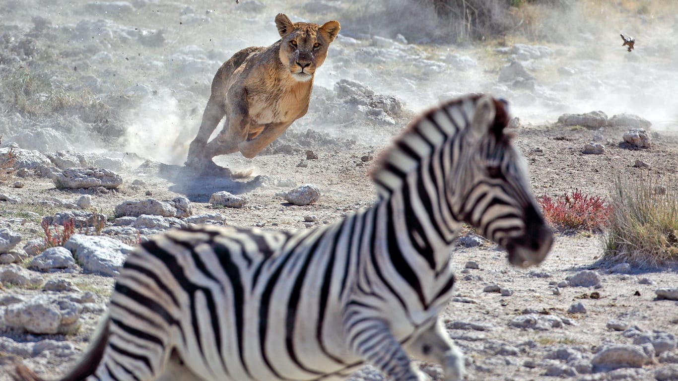 Löwe auf der Jagd (Archivbild): Ameisen schützen in Kenia die Zebras.