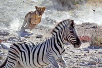 Löwe auf der Jagd (Archivbild): Ameisen schützen in Kenia die Zebras.