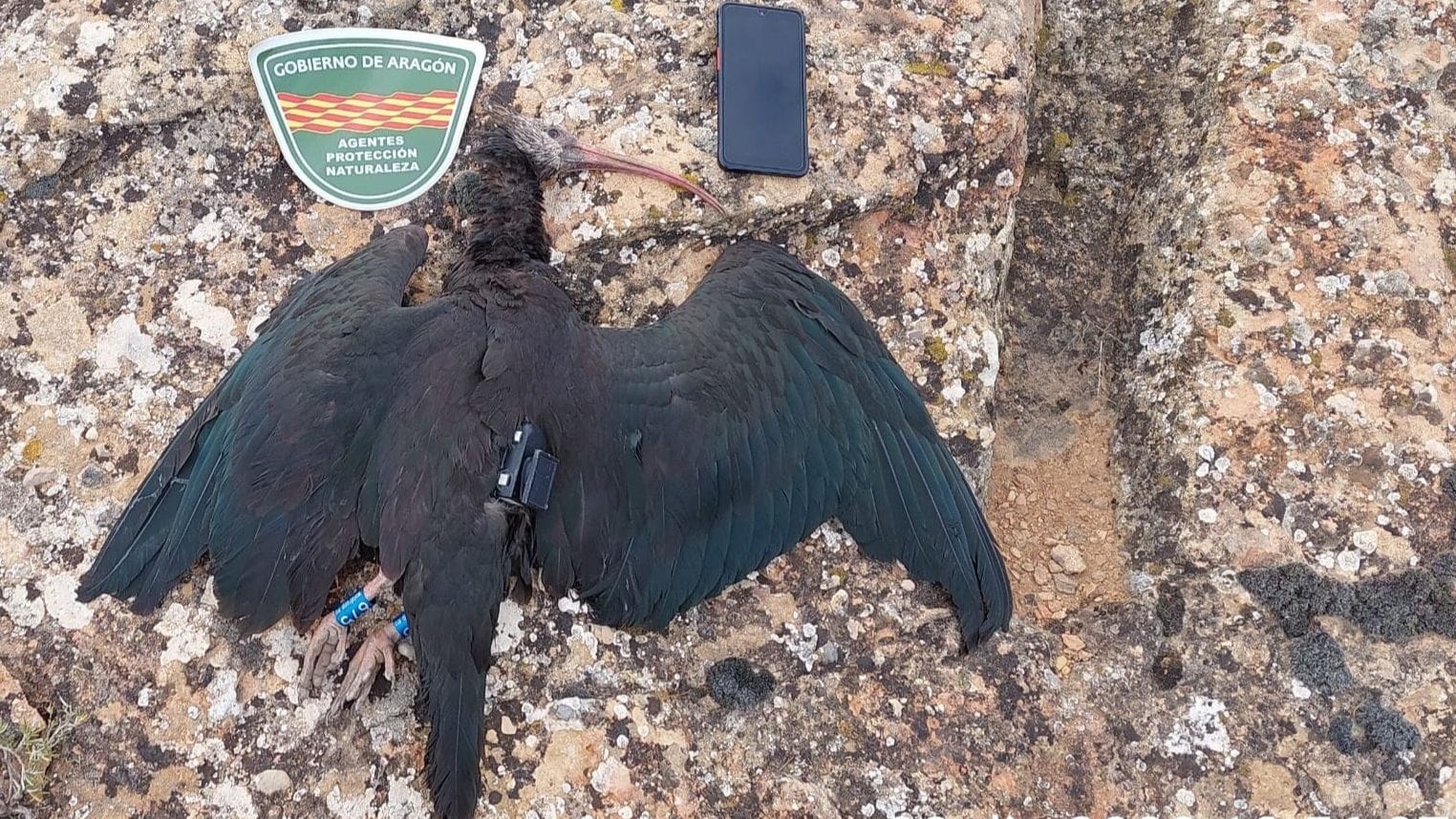 Das tote Waldrapp-Weibchen: Kurz zuvor hatte Knubbel einen beachtlichen Rekord aufgestellt.