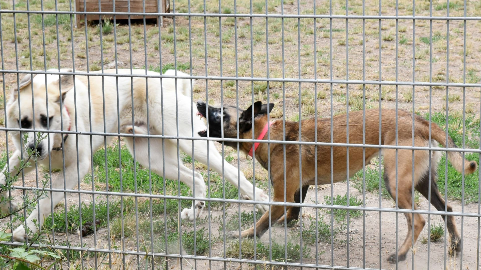 Tierheime in Sachsen am Limit