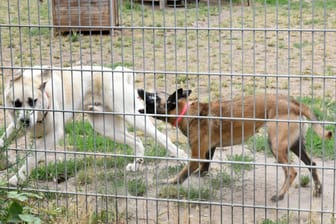 Tierheime in Sachsen am Limit