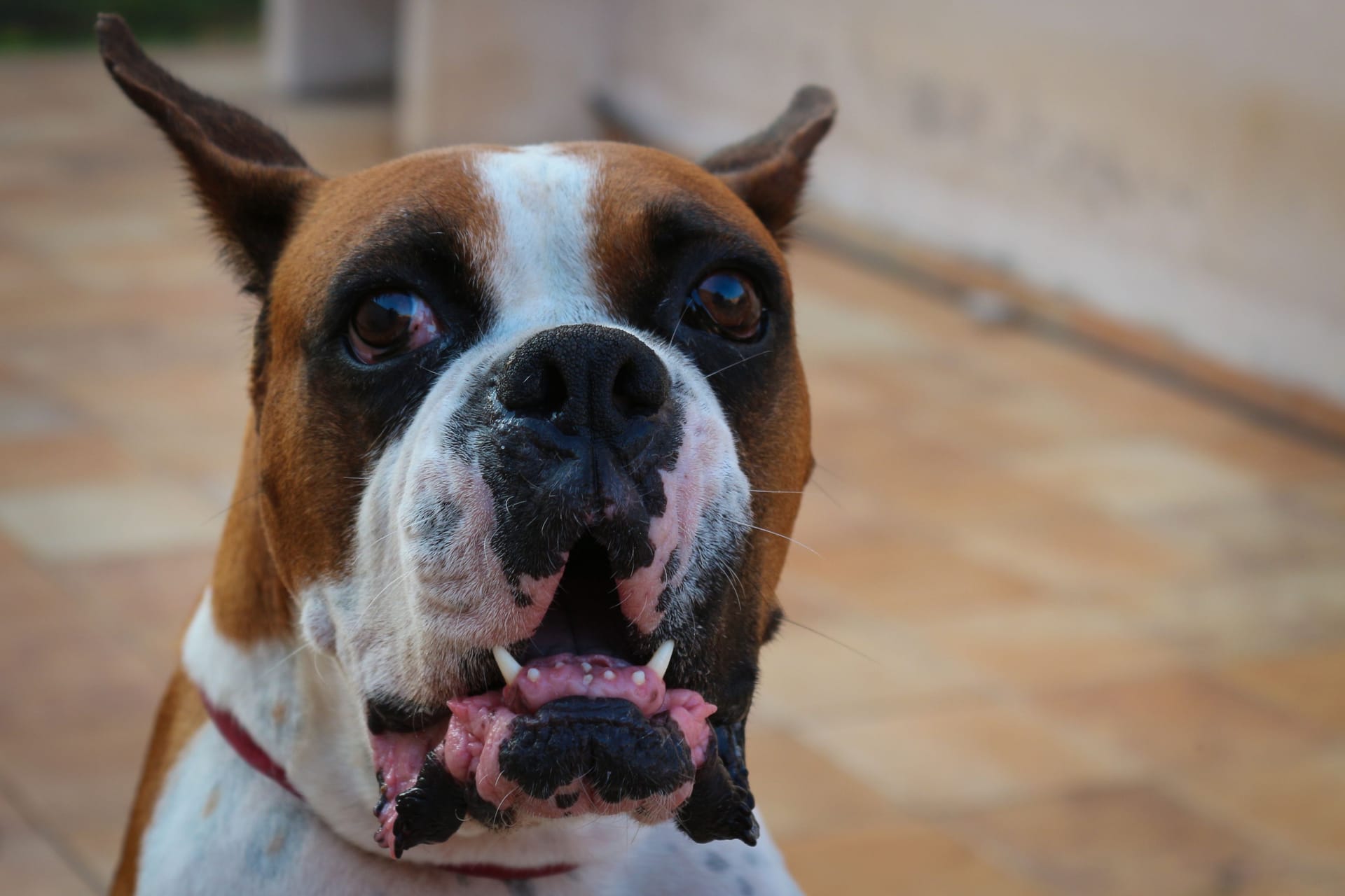 Angry Dog