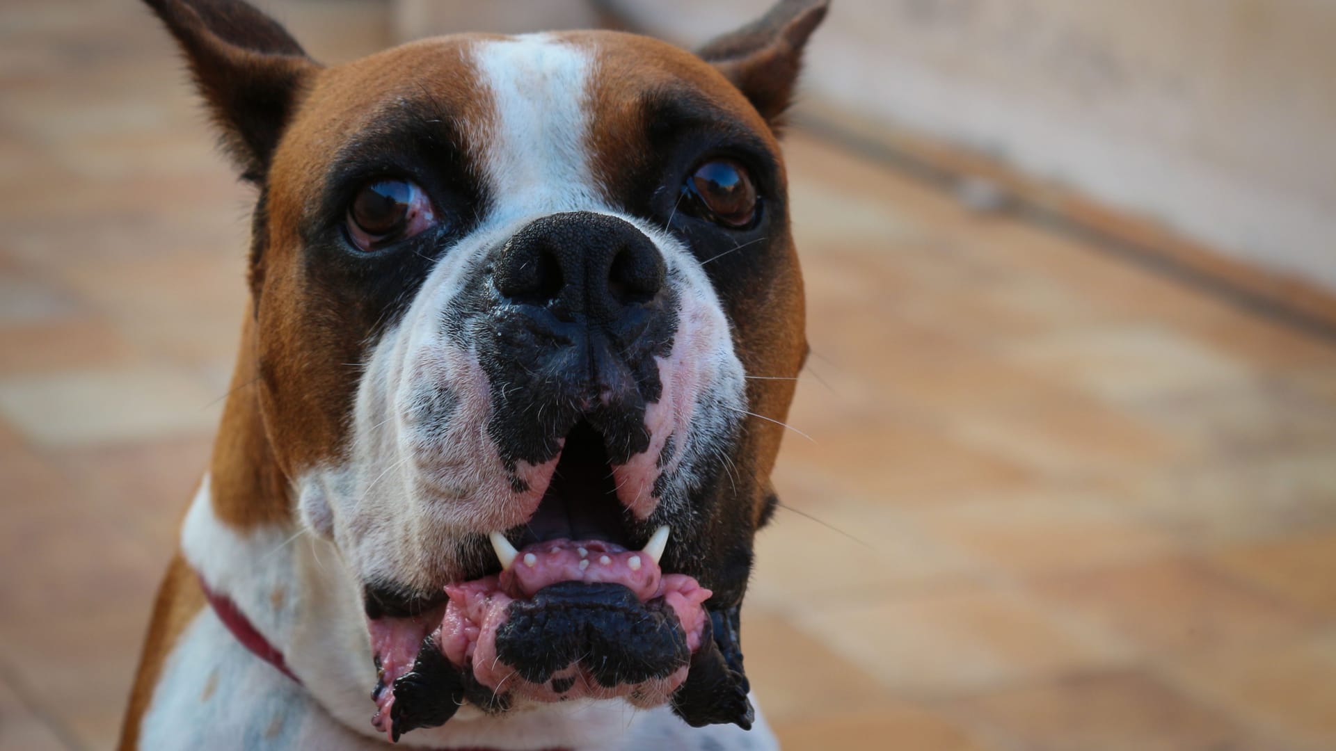 Angry Dog Angry Dog