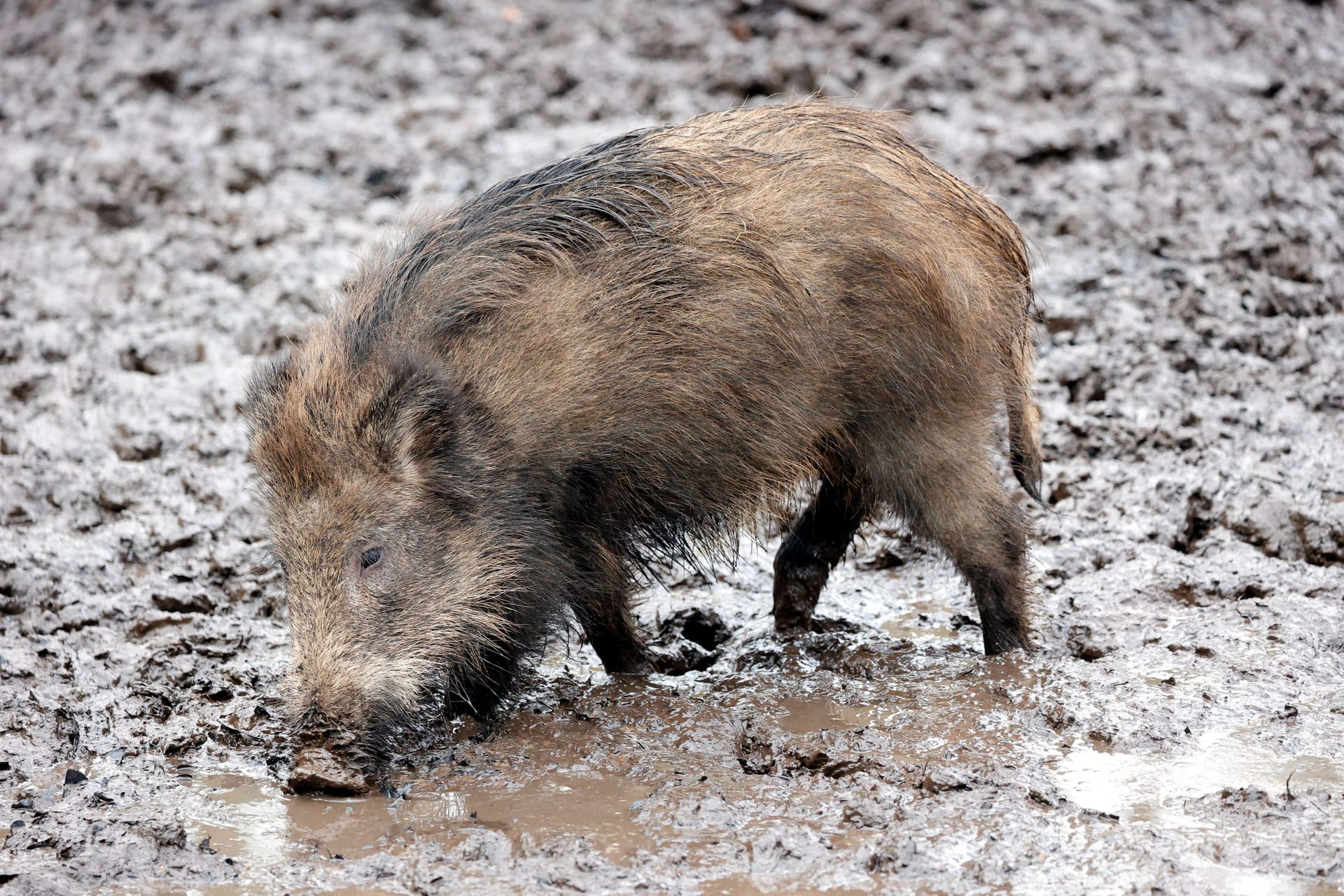 Symbolfoto eines Wildschweins. In Stuttgart tauchte eines in einem Wohngebiet auf und attackierte einen Rentner.