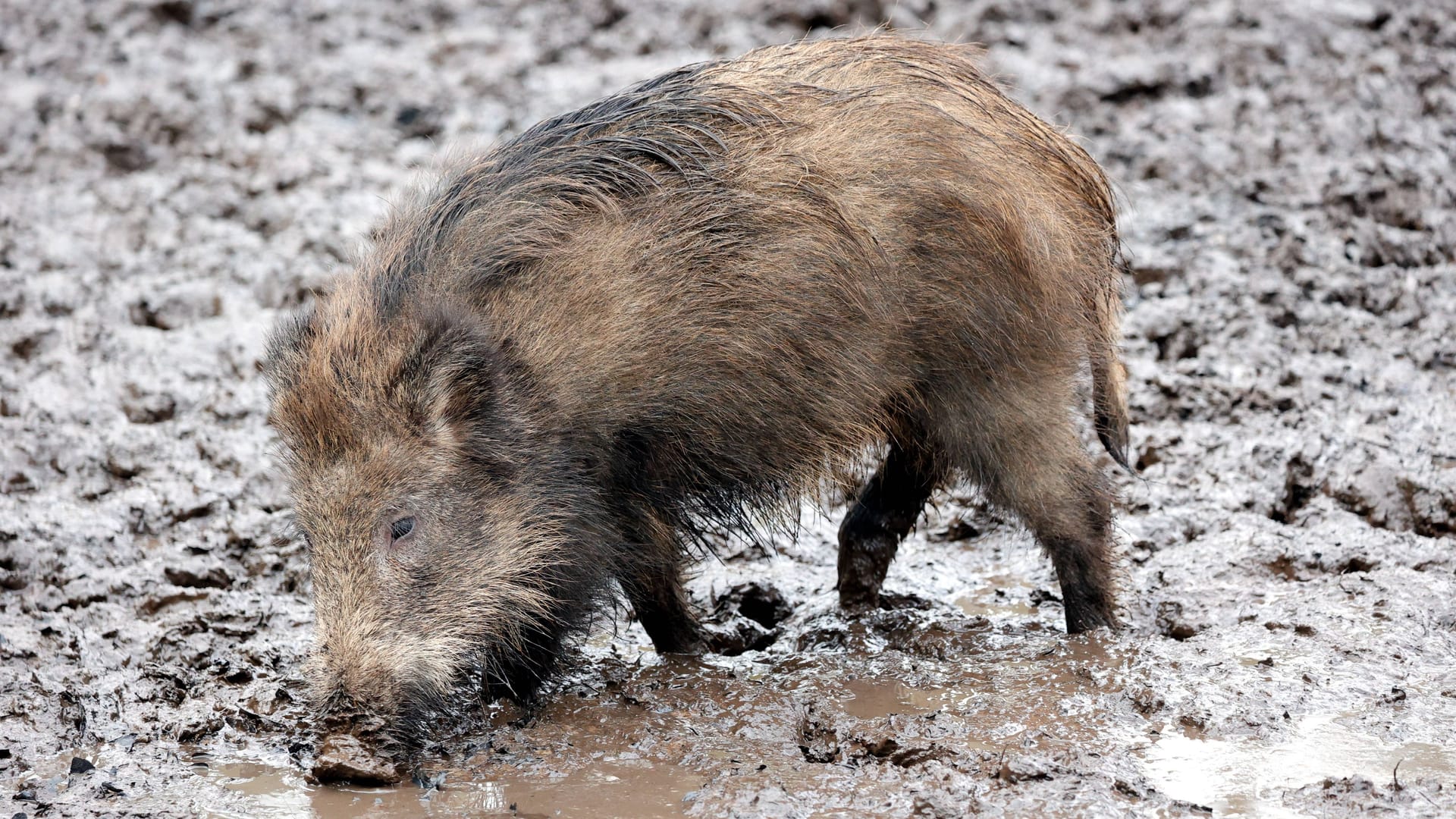 Symbolfoto eines Wildschweins. In Stuttgart tauchte eines in einem Wohngebiet auf und attackierte einen Rentner.