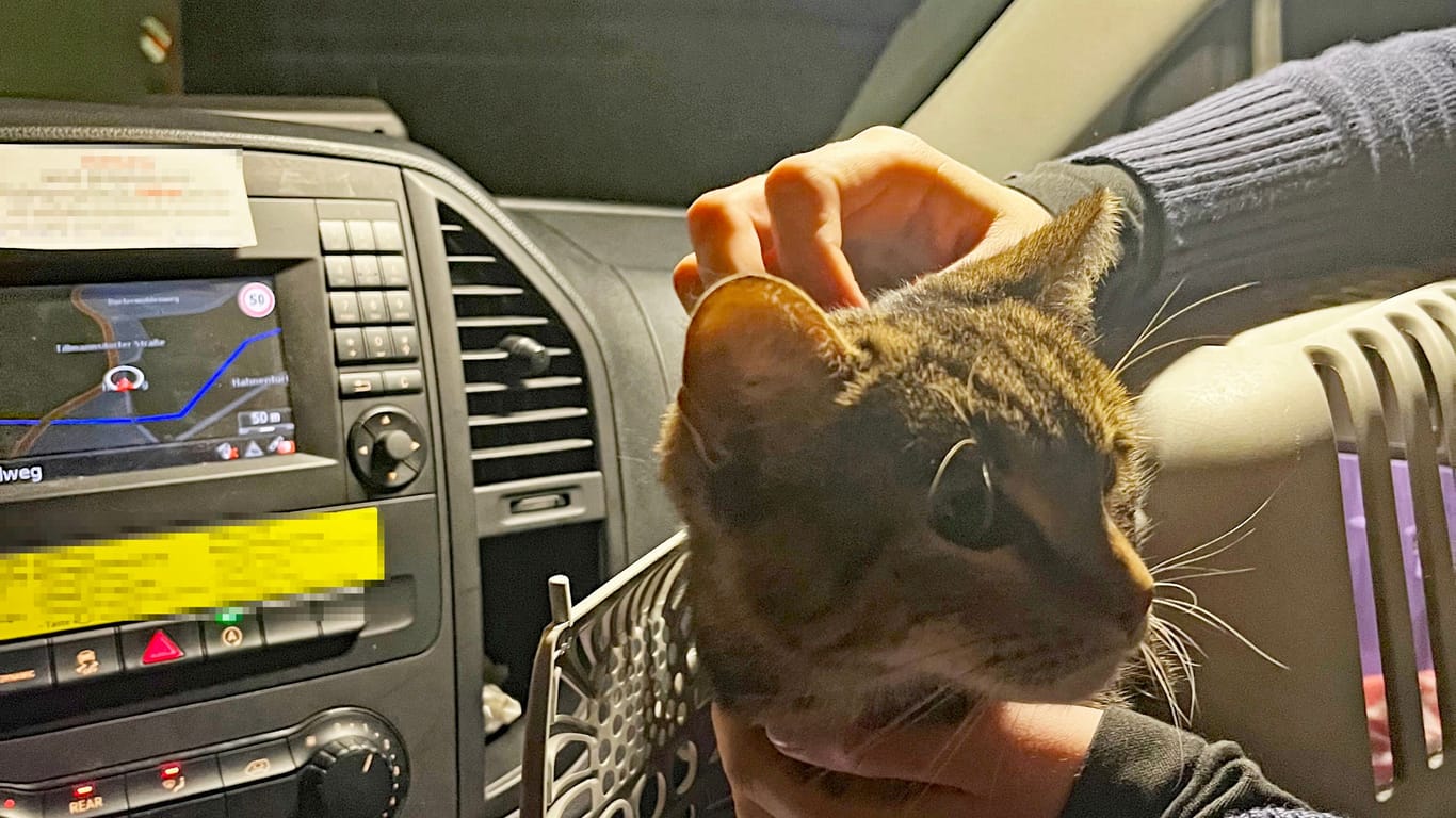 Die Polizei brachte die Katze zunächst zur Wache, ehe sie dann ans Tierheim übergeben wurde.