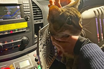 Die Polizei brachte die Katze zunächst zur Wache, ehe sie dann ans Tierheim übergeben wurde.