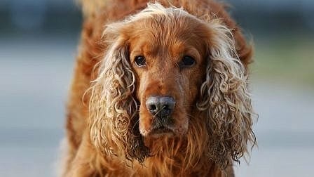 Cocker Spaniel Sunny im Tierheim Berlin: Der Hund hat besondere Bedürfnisse.