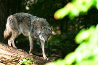 Ein Europäischer Grauwolf (Symbolbild): Vielen bereitet die Sichtung Sorge.