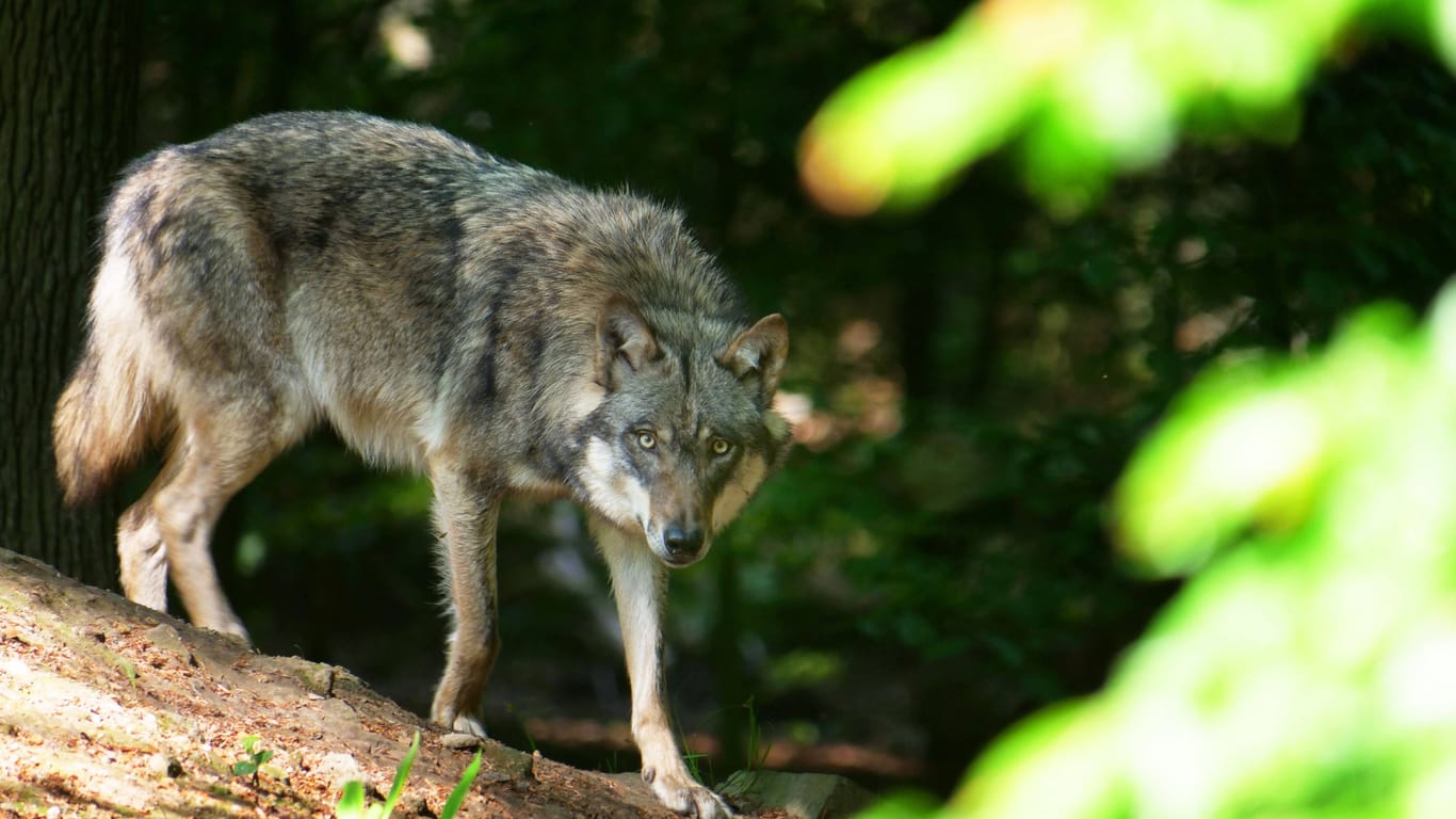 Ein Europäischer Grauwolf (Symbolbild): Vielen bereitet die Sichtung Sorge.