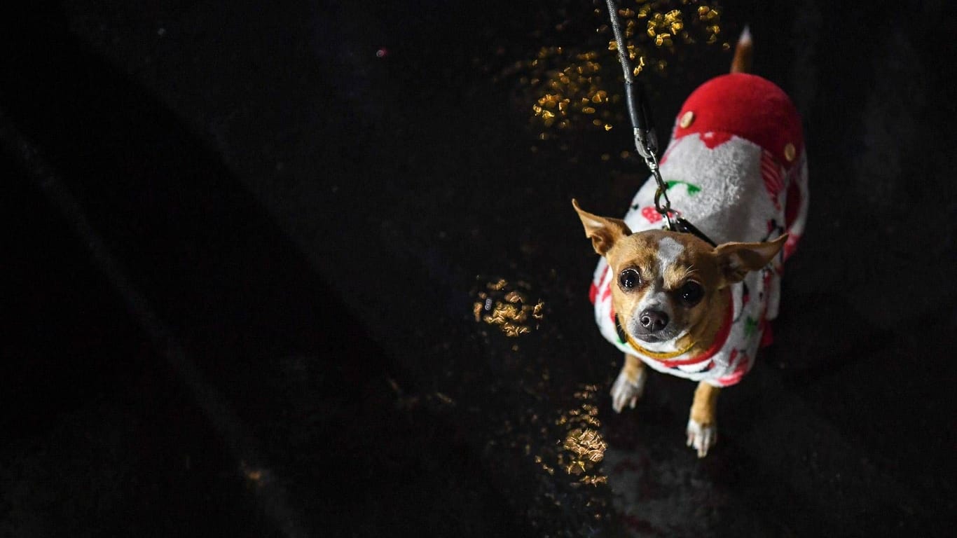 Ein Chihuahua an der Leine (Symbolbild): In Niedersachsen hat ein Unbekannter einen Hund getötet.
