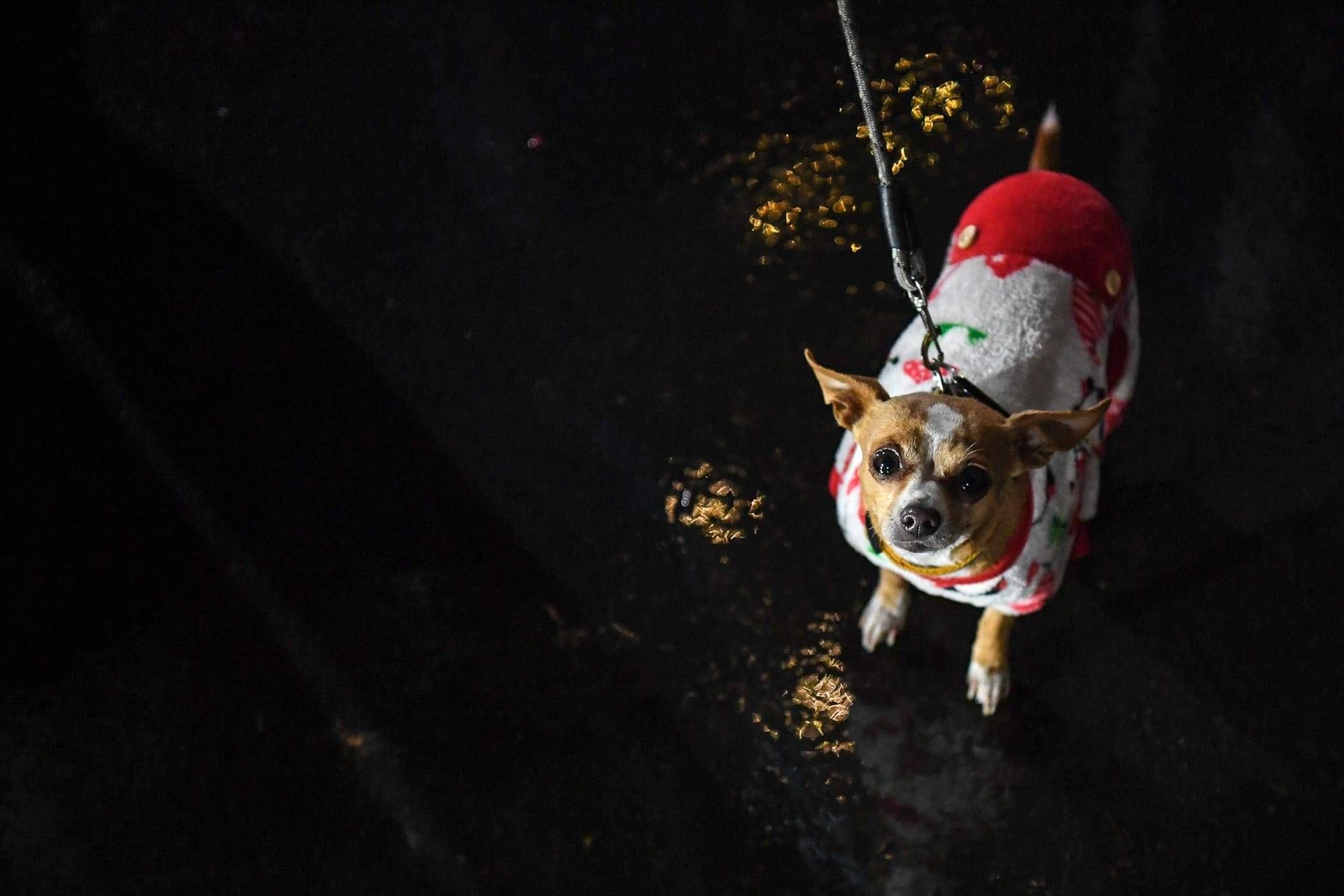 Ein Chihuahua an der Leine (Symbolbild): In Niedersachsen hat ein Unbekannter einen Hund getötet.