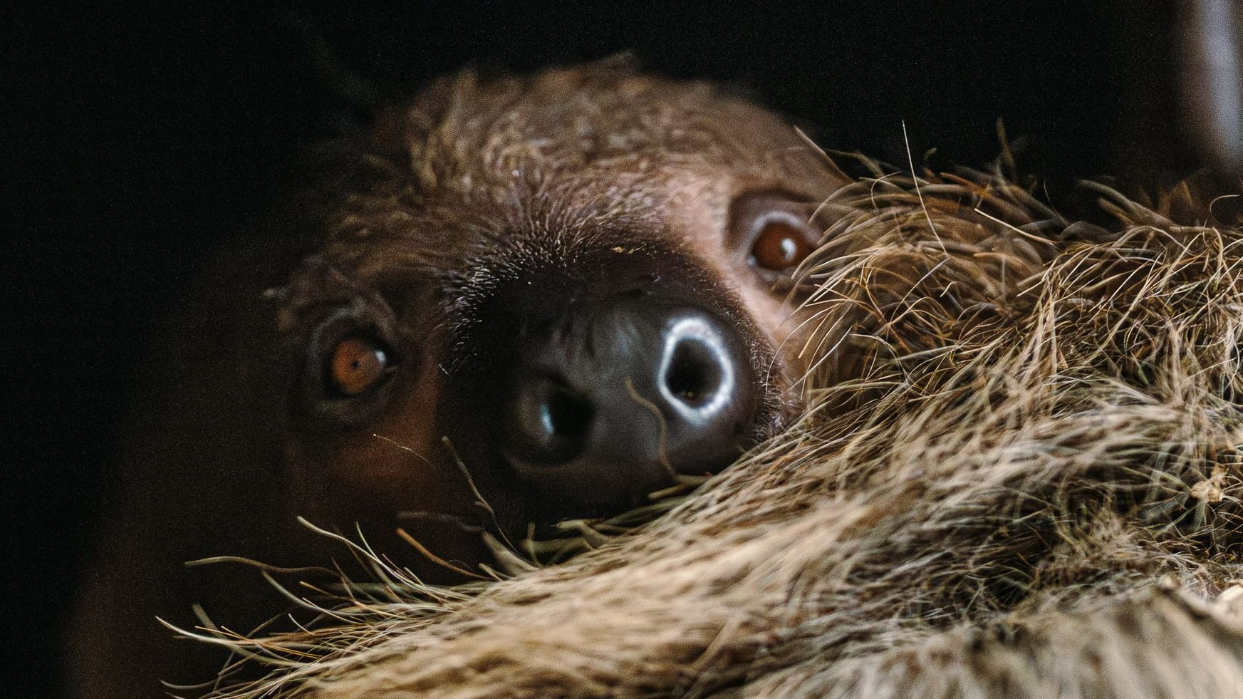 Das Zweifinger-Faultier schaut noch etwas scheu in die Kamera, muss sich aber auch erst an seine neue Umgebung im Tierpark Hellabrunn gewöhnen.