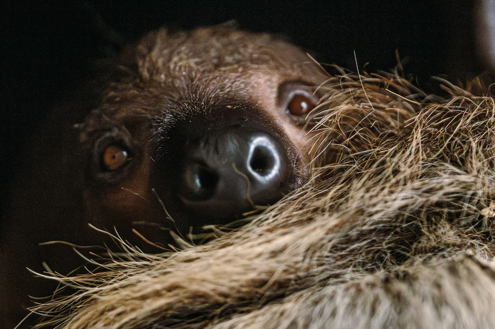 Das Zweifinger-Faultier schaut noch etwas scheu in die Kamera, muss sich aber auch erst an seine neue Umgebung im Tierpark Hellabrunn gewöhnen.