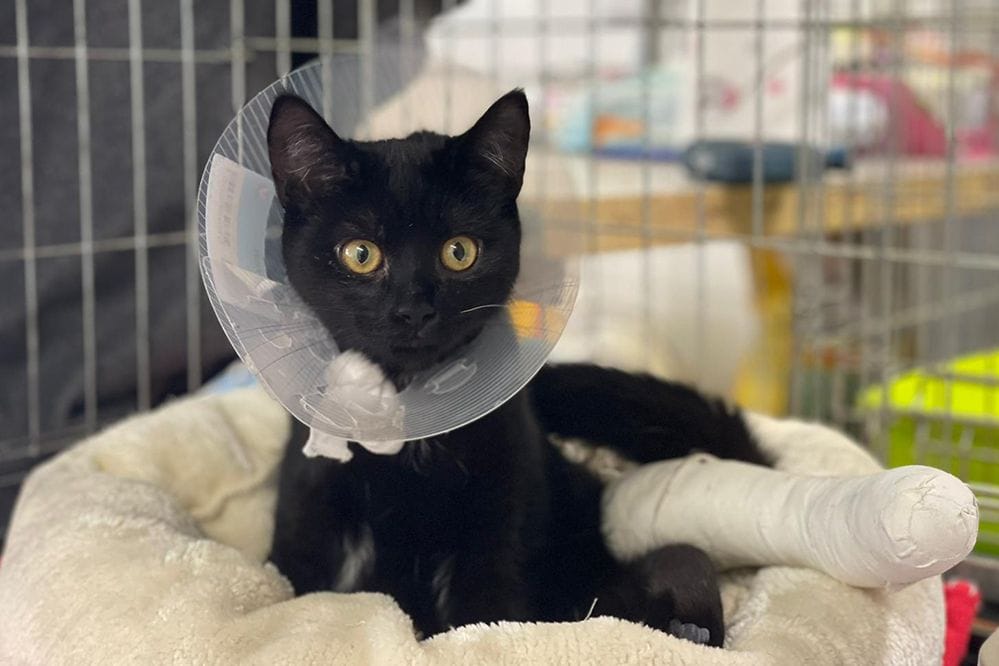 Katze Layla wurde gemeinsam mit ihrer Schwester in einer Transportbox an einer Hauptstraße ausgesetzt: Ihr Zustand bereitete den Pflegern schnell sorgen.