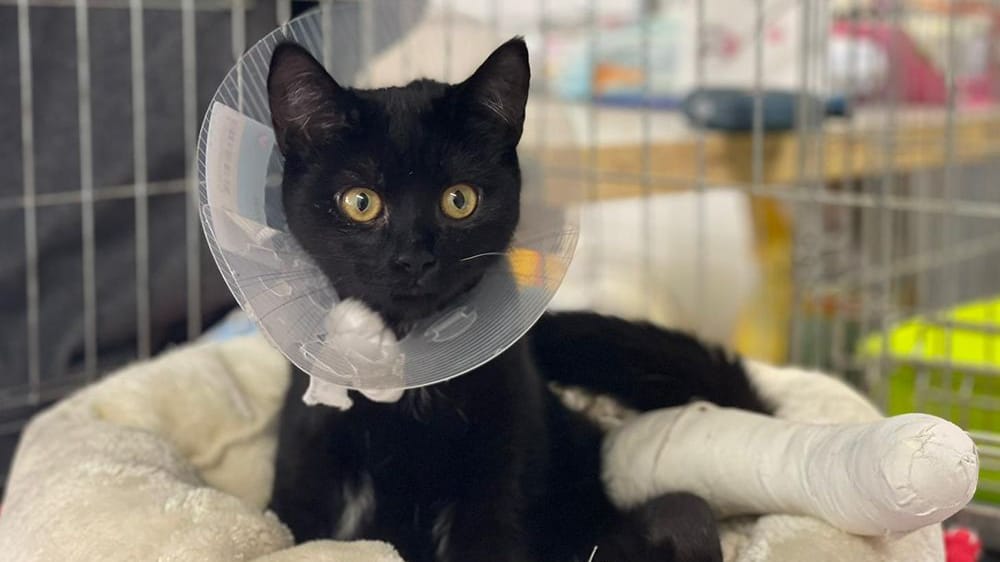 Katze Layla wurde gemeinsam mit ihrer Schwester in einer Transportbox an einer Hauptstraße ausgesetzt: Ihr Zustand bereitete den Pflegern schnell sorgen. Katze Layla wurde gemeinsam mit ihrer Schwester in einer Transportbox an einer Hauptstraße ausgesetzt: Ihr Zustand bereitete den Pflegern schnell sorgen.