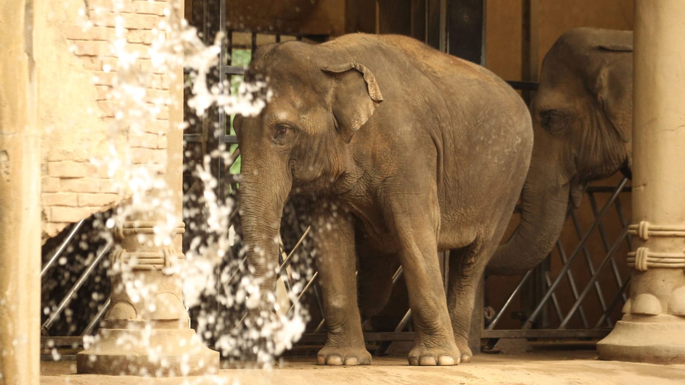 Elefanten im Elefantenhaus im Tierpark Hagenbeck (Archivfoto): Einer älteren Elefantendame ging es am Mittwoch schlecht.
