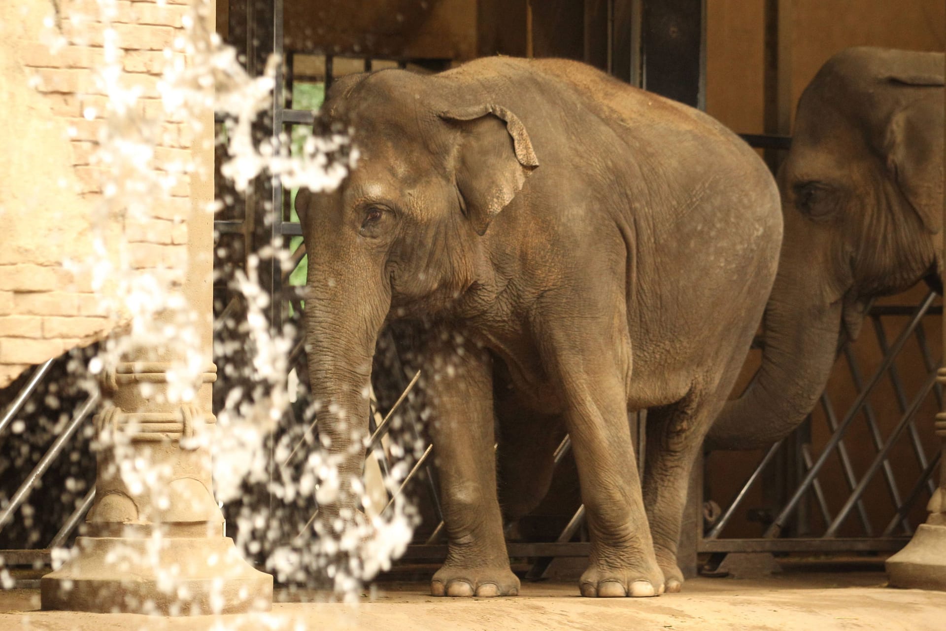 Elefanten im Elefantenhaus im Tierpark Hagenbeck (Archivfoto): Einer älteren Elefantendame ging es am Mittwoch schlecht.