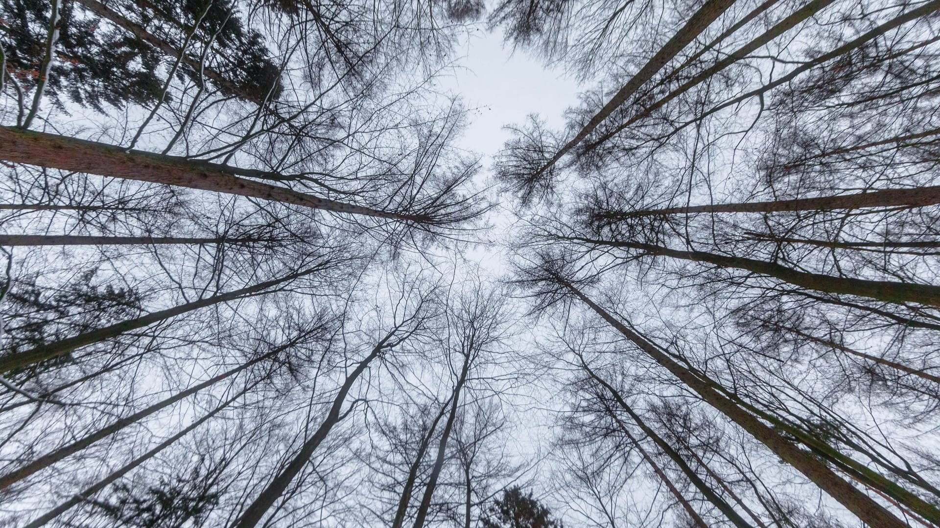 Winterwald